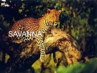 SAVANNA
 