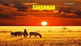 SAVANNAH
By: Gisella B.
 