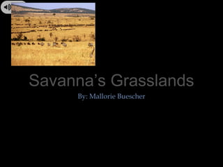 Savanna’s Grasslands
By: Mallorie Buescher
 