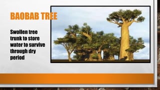 BAOBAB TREE
Swollen tree
trunk to store
water to survive
through dry
period
 