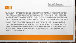 SOIL
• SAVANNAH GRASSLAND SOILS ARE NOT VERY FERTILE. THE NUTRIENTS IN
THE SOIL ARE FOUND NEAR THE SURFACE AS THEY COME FROM DECAYED
ORGANIC MATTER (VEGETATION) FROM THE PREVIOUS GROWING SEASON.
THIS ORGANIC MATTER DECAYS RAPIDLY DUE TO THE HIGH TEMPERATURES.
• SOILS TEND TO BE RED IN COLOUR DUE TO THEIR HIGH IRON CONTENT.
THE DIAGRAM BELOW SHOWS THE DIFFERENT HORIZONS, OR LAYERS, OF
SOIL IN SAVANNAH GRASSLAND. PLANT ROOTS CANNOT PENETRATE THE
HARD 'PAN' LAYER IN THE B-HORIZON, OR SUBSOIL. THIS RESTRICTS
VEGETATION GROWTH
 