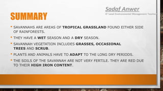 SUMMARY
• SAVANNAHS ARE AREAS OF TROPICAL GRASSLAND FOUND EITHER SIDE
OF RAINFORESTS.
• THEY HAVE A WET SEASON AND A DRY SEASON.
• SAVANNAH VEGETATION INCLUDES GRASSES, OCCASIONAL
TREES AND SCRUB.
• PLANTS AND ANIMALS HAVE TO ADAPT TO THE LONG DRY PERIODS.
• THE SOILS OF THE SAVANNAH ARE NOT VERY FERTILE. THEY ARE RED DUE
TO THEIR HIGH IRON CONTENT.
 