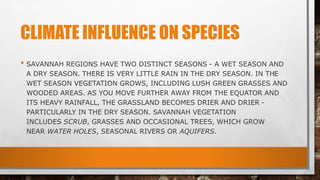 CLIMATE INFLUENCE ON SPECIES
• SAVANNAH REGIONS HAVE TWO DISTINCT SEASONS - A WET SEASON AND
A DRY SEASON. THERE IS VERY LITTLE RAIN IN THE DRY SEASON. IN THE
WET SEASON VEGETATION GROWS, INCLUDING LUSH GREEN GRASSES AND
WOODED AREAS. AS YOU MOVE FURTHER AWAY FROM THE EQUATOR AND
ITS HEAVY RAINFALL, THE GRASSLAND BECOMES DRIER AND DRIER -
PARTICULARLY IN THE DRY SEASON. SAVANNAH VEGETATION
INCLUDES SCRUB, GRASSES AND OCCASIONAL TREES, WHICH GROW
NEAR WATER HOLES, SEASONAL RIVERS OR AQUIFERS.
 
