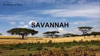 SAVANNAH
By: Irati Fdz de Gaceo
 