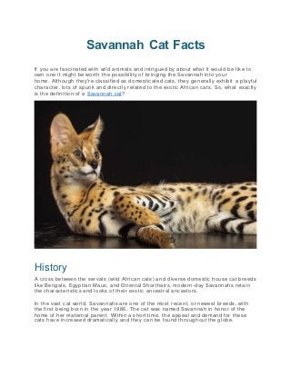 Savannah Cat Facts
If you are fascinated with wild animals and intrigued by about what it would be like to
own one it might be worth the possibility of bringing the Savannah into your
home. Although they're classified as domesticated cats, they generally exhibit a playful
character, lots of spunk and directly related to the exotic African cats. So, what exactly
is the definition of a Savannah cat?
History
A cross between the servals (wild African cats) and diverse domestic house cat breeds
like Bengals, Egyptian Maus, and Oriental Shorthairs, modern -day Savannahs retain
the characteristics and looks of their exotic ancestral ancestors.
In the vast cat world, Savannahs are one of the most r ecent, or newest breeds, with
the first being born in the year 1986. The cat was named Savannah in honor of the
home of her maternal parent. Within a short time, the appeal and demand for these
cats have increased dramatically and they can be found through out the globe.
 