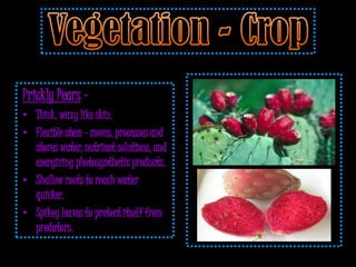 Prickly Pears –
• Thick, waxy like skin.
• Flexible stem - moves, processes and
  stores water, nutrient solutions, and
  energizing photosynthetic products.
• Shallow roots to reach water
  quicker.
• Spikey leaves to protect itself from
  predators.
 