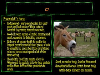 Przewalski’s Horse –
• Endangered - were once hunted for their
  meat and lost much of their natural
  habitat to grazing domestic animals.
• Good all round senses of sight, hearing and
  smell, essential in detecting predators.
• Wide row of incisor teeth to enable the
  largest possible mouthfuls of grass, which
  is essential as grass has little nutritional
  value so horses must spend a lot of the
  time eating.
• The ability to attain speeds of up to
  40mph and to sustain this for long periods     Short, muscular body. Smaller than most
  makes them difficult for predators to          domesticated horses. Redish-brown body,
  catch.                                            white-beige stomach and muzzle.
 