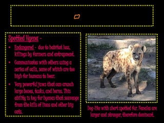 Spotted Hyena –
• Endangered - due to habitat loss,
  killings by farmers and entrapment.
• Communicates with others using a
  series of calls, some of which are too
  high for humans to hear.
• Very powerful jaws that can crunch
  large bones, tusks, and horns. This
  ability is key for hyenas that scavenge
  from the kills of lions and other big
                                            Dog-like with short spotted fur. Females are
  cats.
                                              larger and stronger, therefore dominant.
 