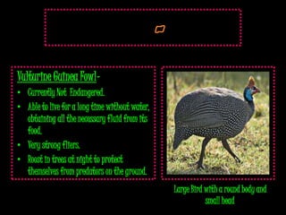 Vulturine Guinea Fowl–
• Currently Not Endangered.
• Able to live for a long time without water,
  obtaining all the necessary fluid from its
  food.
• Very strong fliers.
• Roost in trees at night to protect
  themselves from predators on the ground.
                                                Large Bird with a round body and
                                                           small head.
 