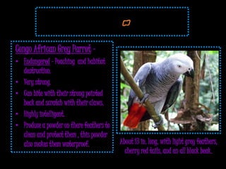 Congo African Grey Parrot –
• Endangered - Poaching and habitat
  destruction.
• Very strong.
• Can bite with their strong pointed
  beak and scratch with their claws.
• Highly intelligent.
• Produce a powder on there feathers to
  clean and protect them , this powder
  also makes them waterproof.             About 13 in. long, with light grey feathers,
                                            cherry red tails, and an all black beak.
 