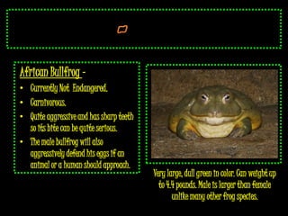 African Bullfrog –
• Currently Not Endangered.
• Carnivorous.
• Quite aggressive and has sharp teeth
  so its bite can be quite serious.
• The male bullfrog will also
  aggressively defend his eggs if an
  animal or a human should approach.
                                         Very large, dull green in color. Can weight up
                                           to 4.4 pounds. Male is larger than female
                                                unlike many other frog species.
 