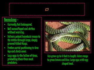 Boomslang –
• Currently Not Endangered.
• Well camouflaged and strikes
  without warning.
• Delivers potent hemotoxic venom to
  its victim through large, deeply
  grooved folded fangs.
• Prefers aerial positioning in tree
  top and shrub cover.
• Lays eggs in the hollow of trees,    Can grow up to 6 feet in length. Colors range
  protecting them from most            to green brown and blue. Large eyes with egg
  predators.                                          shaped head.
 