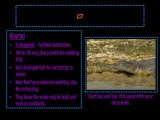 Gharial –
• Endangered. – habitat destruction.
• 106 to 110 very sharp teeth for catching
  fish.
• Well-developed tail for swimming in
  water.
• Rear feet have extensive webbing, also
  for swimming.
• They leave the water only to bask and      Short legs and long, thin snout with razor
  nest on sandbanks.                                        sharp teeth.
 