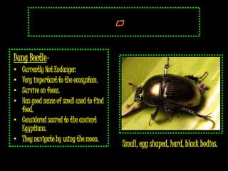Dung Beetle–
• Currently Not Endanger.
• Very important to the ecosystem.
• Survive on feces.
• Has good sense of smell used to find
  food.
• Considered sacred to the ancient
  Egyptians.
• They navigate by using the moon.
                                         Small, egg shaped, hard, black bodies. .
 