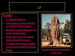 Termites –
• Currently Not Endangered.
• Colonies appear as grassy mounds that
  can reach 32-1/2 feet in diameter.
• Mounds have a positive influence on local
  animal and plant activity.
• During natural fires in the savanna,
  termites fly until it has passed.
• All members of the colony have certain
  jobs to do and are specially design to do
  that job.                                   Tiny, blind creatures less than 1/10th of
                                                           an inch in size.
 