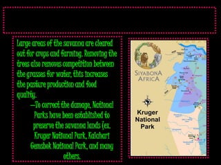 Large areas of the savanna are cleared
out for crops and farming. Removing the
trees also removes competition between
the grasses for water, this increases
the pasture production and food
quality.
      –To correct the damage, National
       Parks have been established to
       preserve the savanna lands (ex.
       Kruger National Park, Kalahari
      Gemsbok National Park, and many
                   others.
 