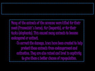 Many of the animals of the savanna were killed for their
meat (Przewalski's horse), fur (leopards), or for their
tusks (elephants). This caused many animals to become
endangered or extinct.
   -To correct the damage, laws have been created to help
        protect these animals from endangerment and
    extinction. They are also raised and bred in captivity
         to give them a better chance of repopulation.
 