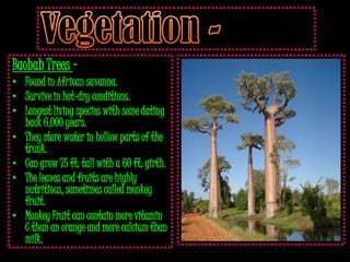 Baobab Trees –
• Found in African savanna.
• Survive in hot-dry conditions.
• Longest living species with some dating
  back 6,000 years.
• They store water in hollow parts of the
  trunk.
• Can grow 75 ft. tall with a 60 ft. girth.
• The leaves and fruits are highly
  nutritious, sometimes called monkey
  fruit.
• Monkey Fruit can contain more vitamin
  C than an orange and more calcium than
  milk.
 