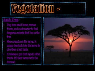 Acacia Trees –
• They have small leaves, vicious
  thorns, and exude nectar to feed
  dangerous rodents that live on the
  tree.
• When animals eat the leaves, it
  pumps chemicals into the leaves to
  give them a bad taste.
• It releases a gas that signals other
  tree to fill their leaves with the
  chemical.
 
