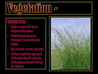 Bermuda Grass –
• Grows in areas with lots of
  frequent disturbances.
• Called Bermuda because it
  originated from the Bermuda
  Islands.
• Uses rhizomes, runners, and seeds.
• During droughts the upper part
  of the plant dies off, while the
  plant continues to grow through
  the rhizomes.
 