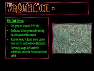 Red Oat Grass –
• Can grow as large as 3 ft. tall.
• Blades are a blue-green color during
  its most productive season.
• Once dormant, it fades into a yellow
  color and its seed pods are flattened.
• Extremely tough but has little
  nutritional value for the animals that
  eat it.
 