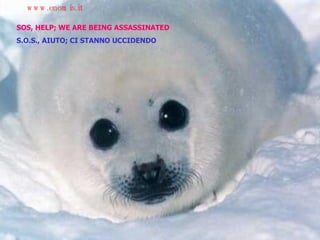 SOS, HELP; WE ARE BEING ASSASSINATED S.O.S., AIUTO; CI STANNO UCCIDENDO www.enomis.it 