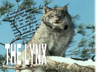 THE LYNX A medium-sized cat characterized by its long ear tufts and short tail with a black tip, the lynx has unusually large paws that act as snow shoes in the very deep snow. 