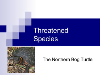 Threatened Species The Northern Bog Turtle 