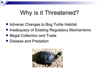 Why is it Threatened? Adverse Changes to Bog Turtle Habitat Inadequacy of Existing Regulatory Mechanisms Illegal Collection and Trade Disease and Predation 