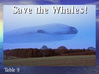 Save the Whales! Table 9 