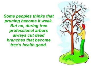 Some peoples thinks that
pruning become it weak.
But no, during tree
professional arbors
always cut dead
branches that become
tree's health good.