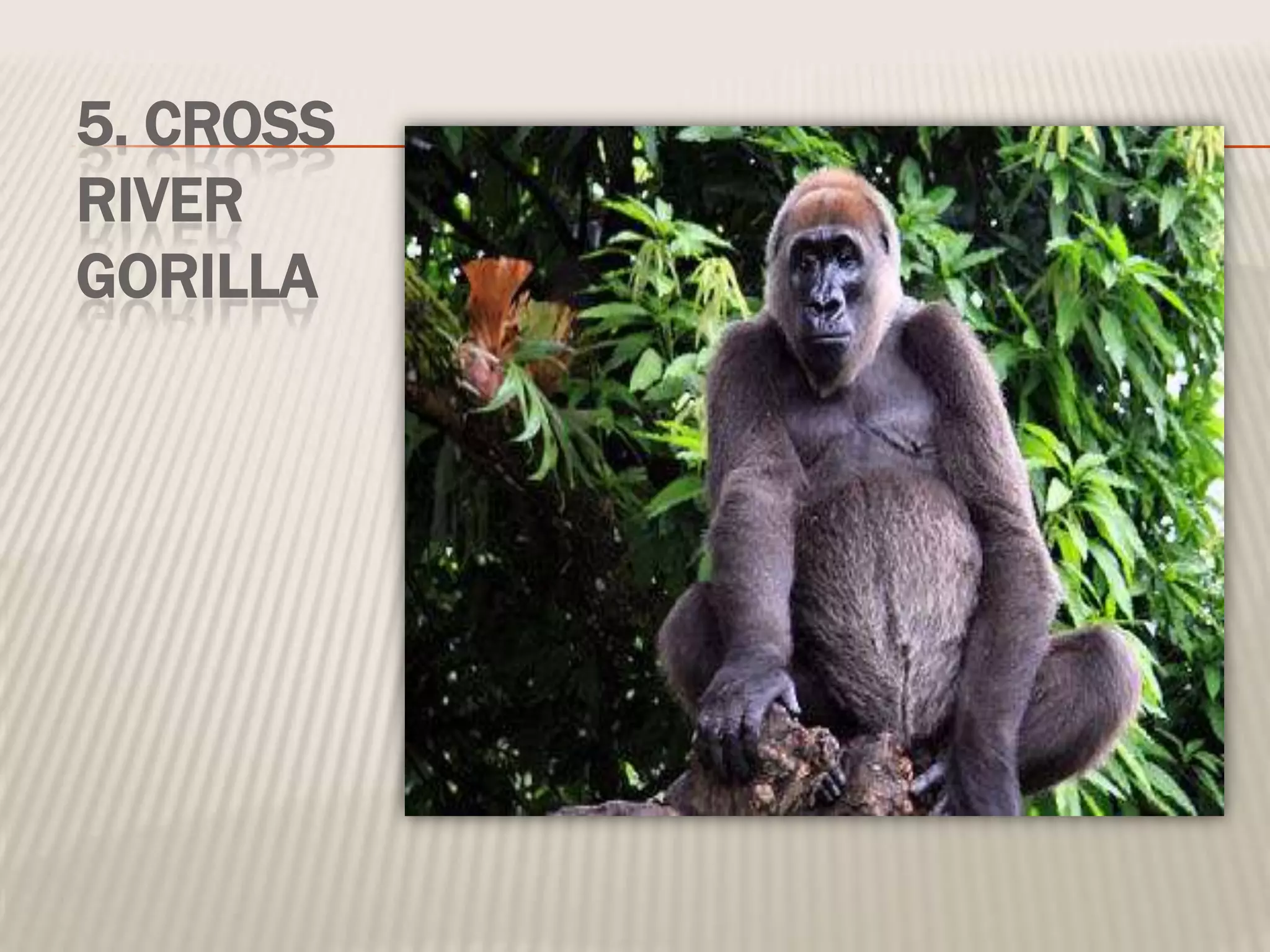 5. CROSS
RIVER
GORILLA