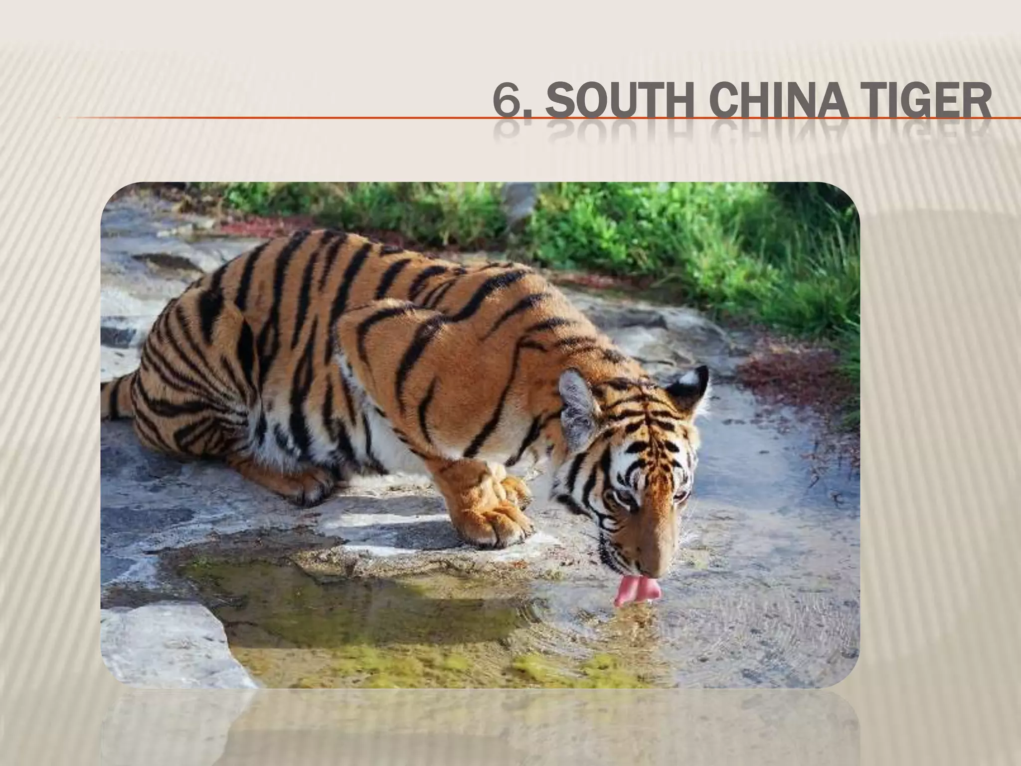 6. SOUTH CHINA TIGER