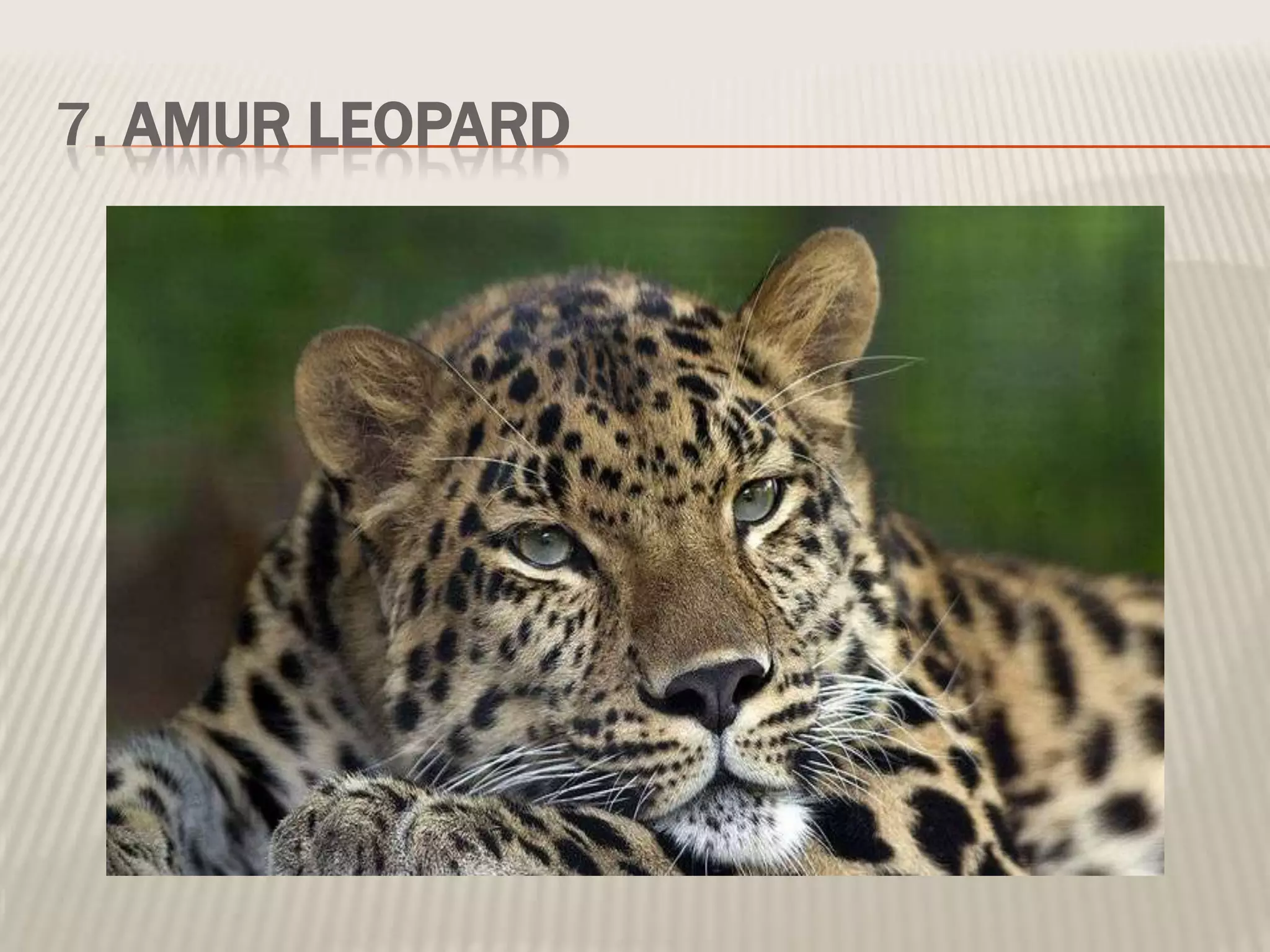 7. AMUR LEOPARD