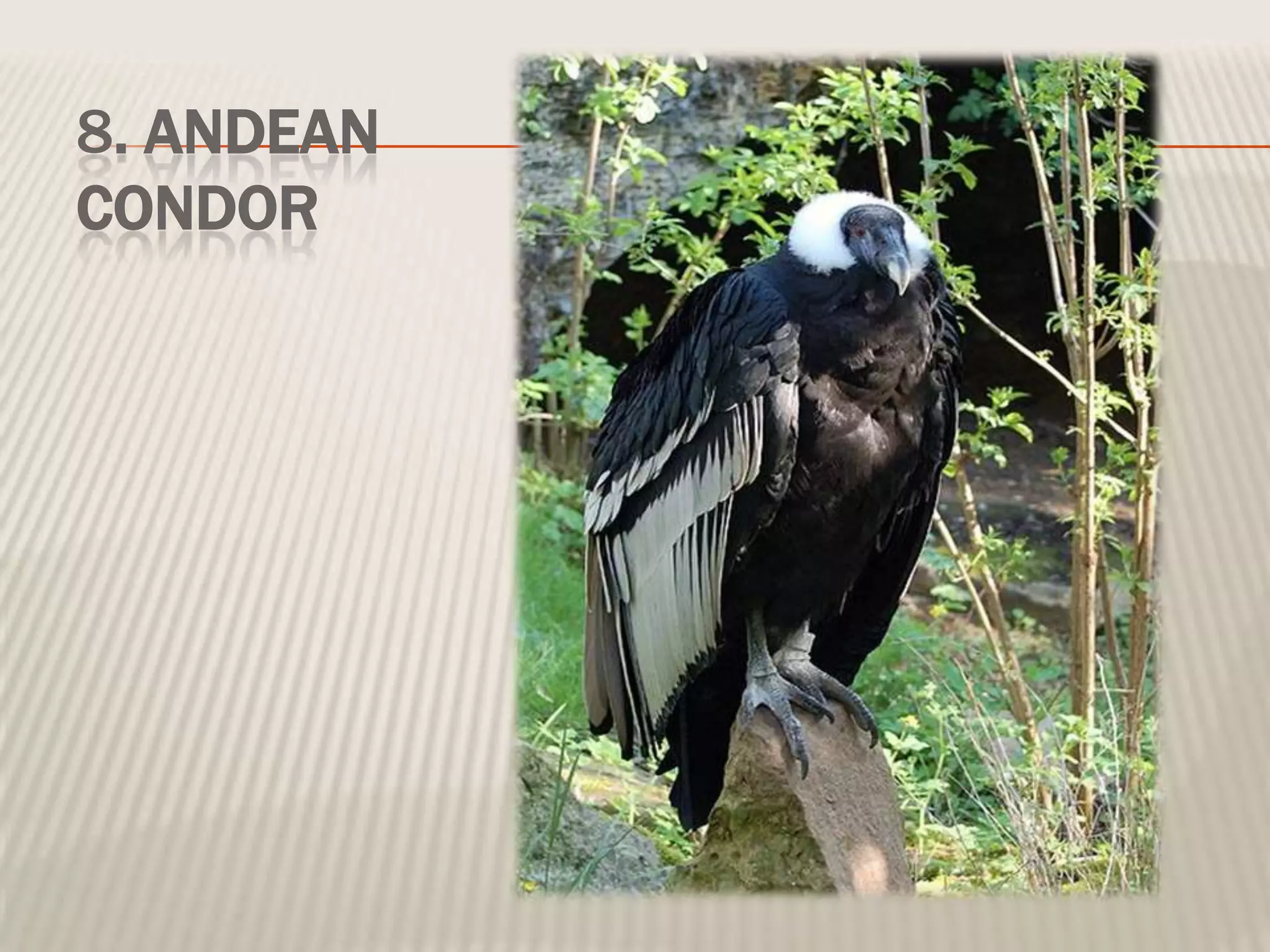 8. ANDEAN
CONDOR