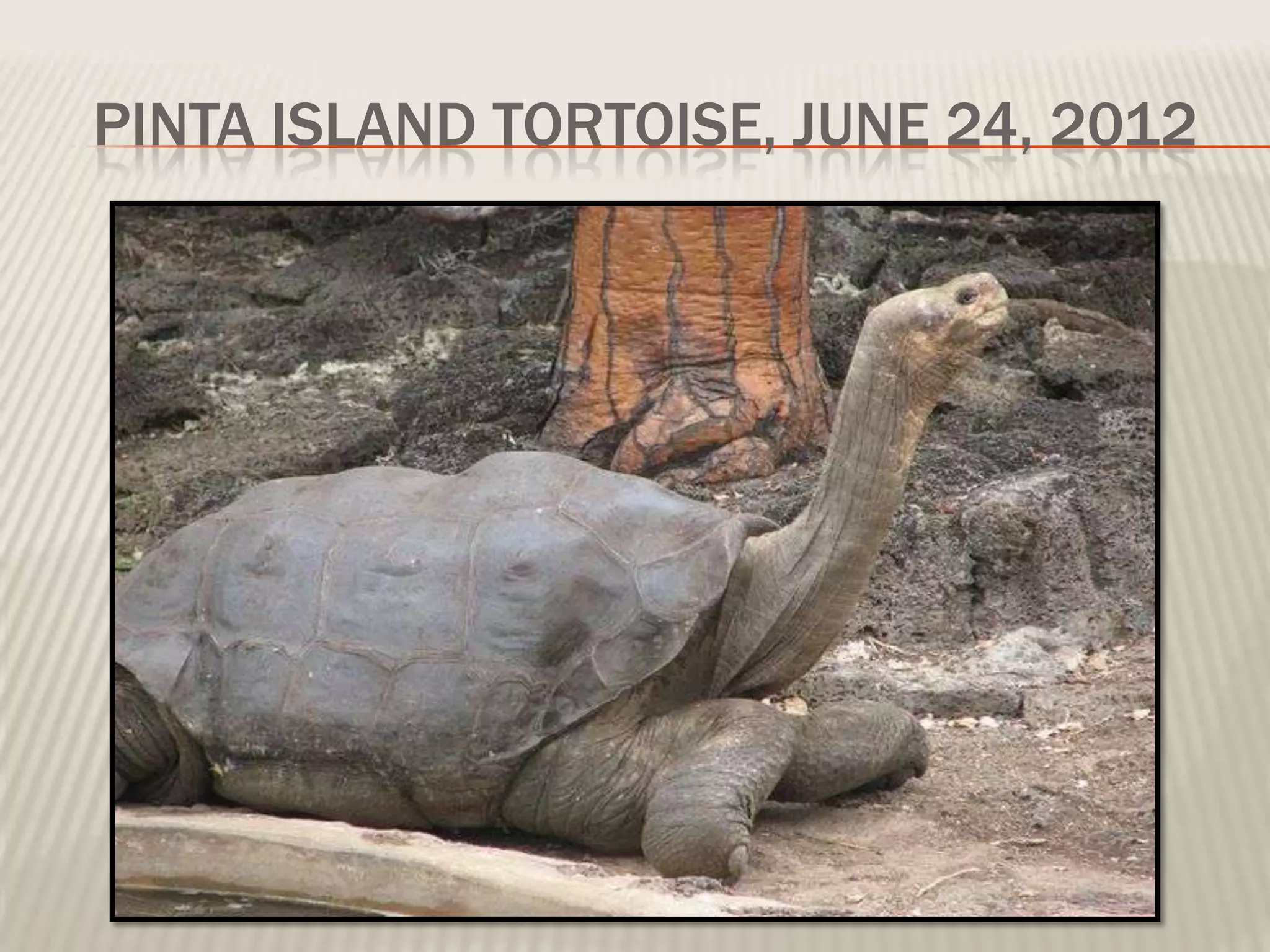 PINTA ISLAND TORTOISE, JUNE 24, 2012