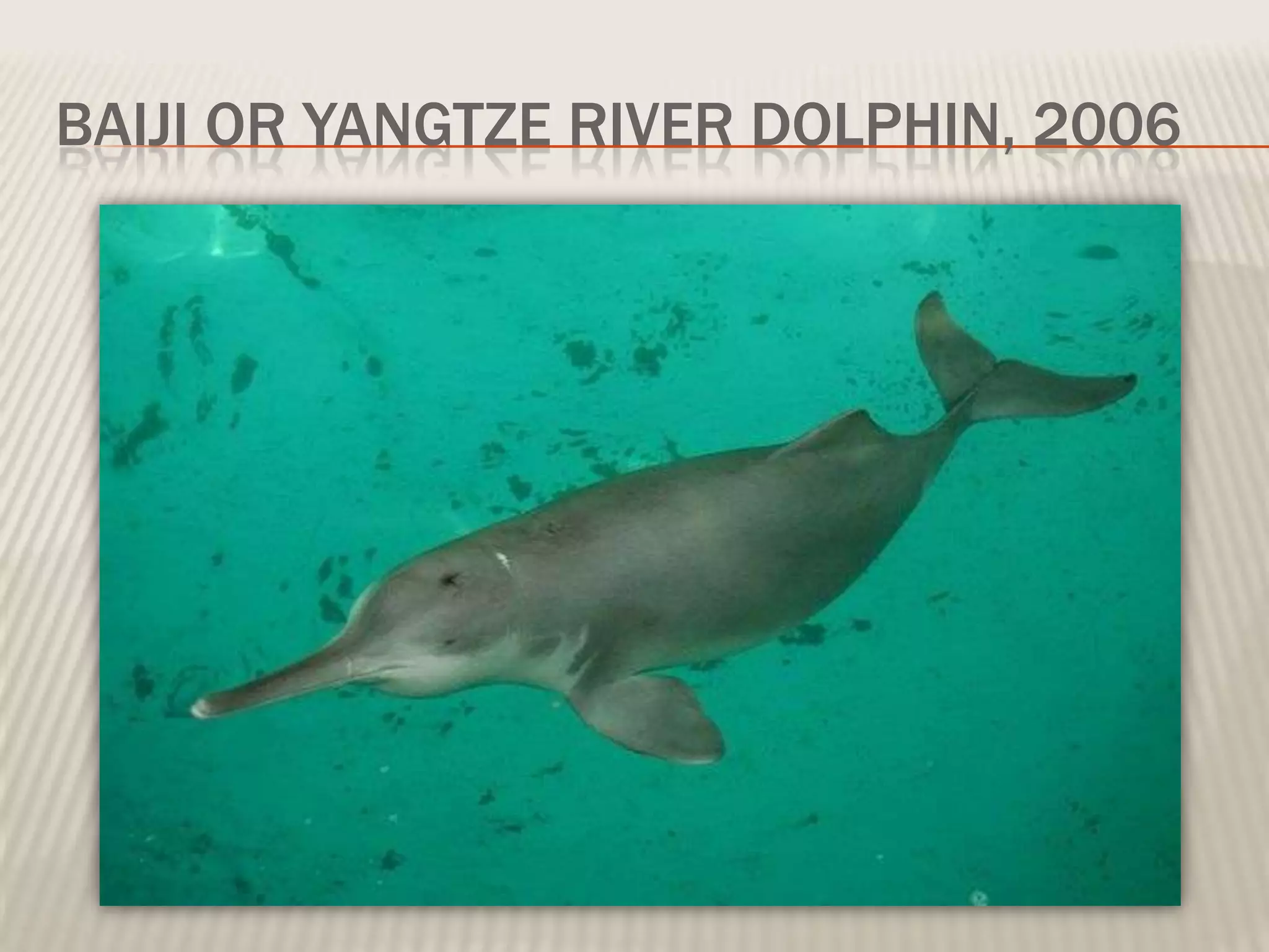 BAIJI OR YANGTZE RIVER DOLPHIN, 2006