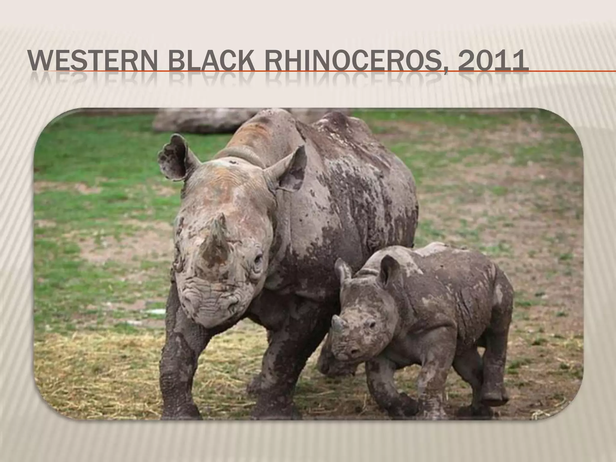 WESTERN BLACK RHINOCEROS, 2011