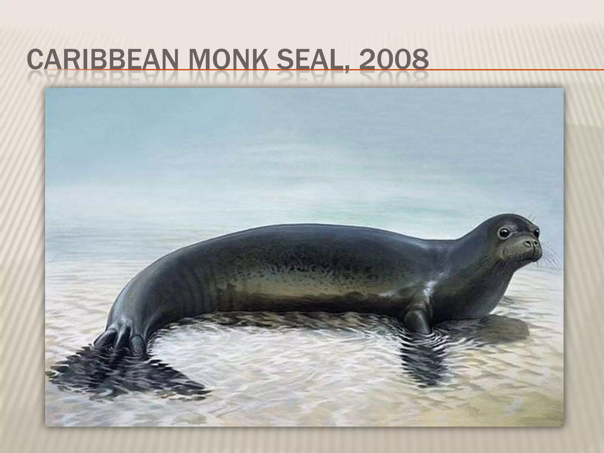 CARIBBEAN MONK SEAL, 2008