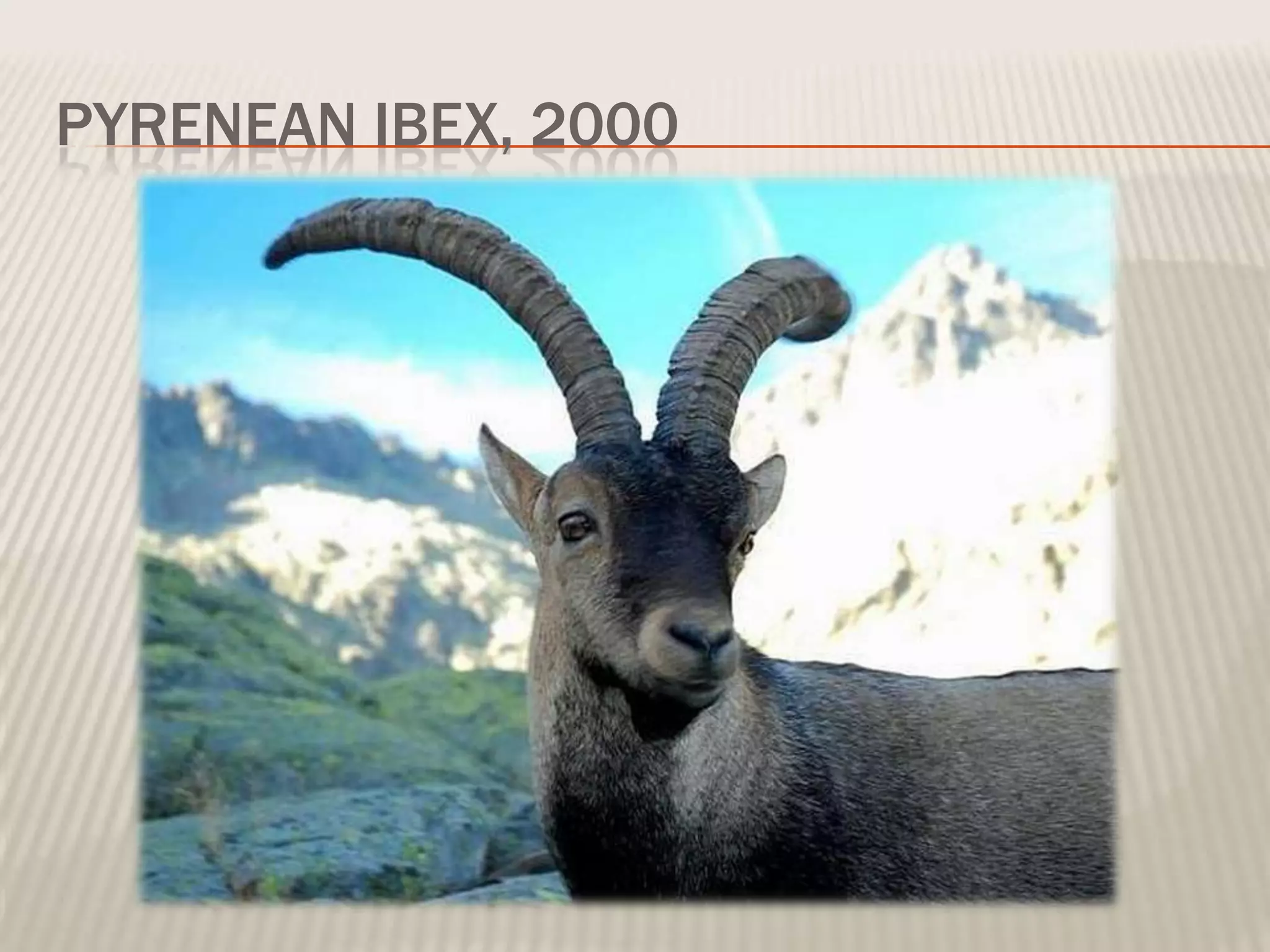 PYRENEAN IBEX, 2000