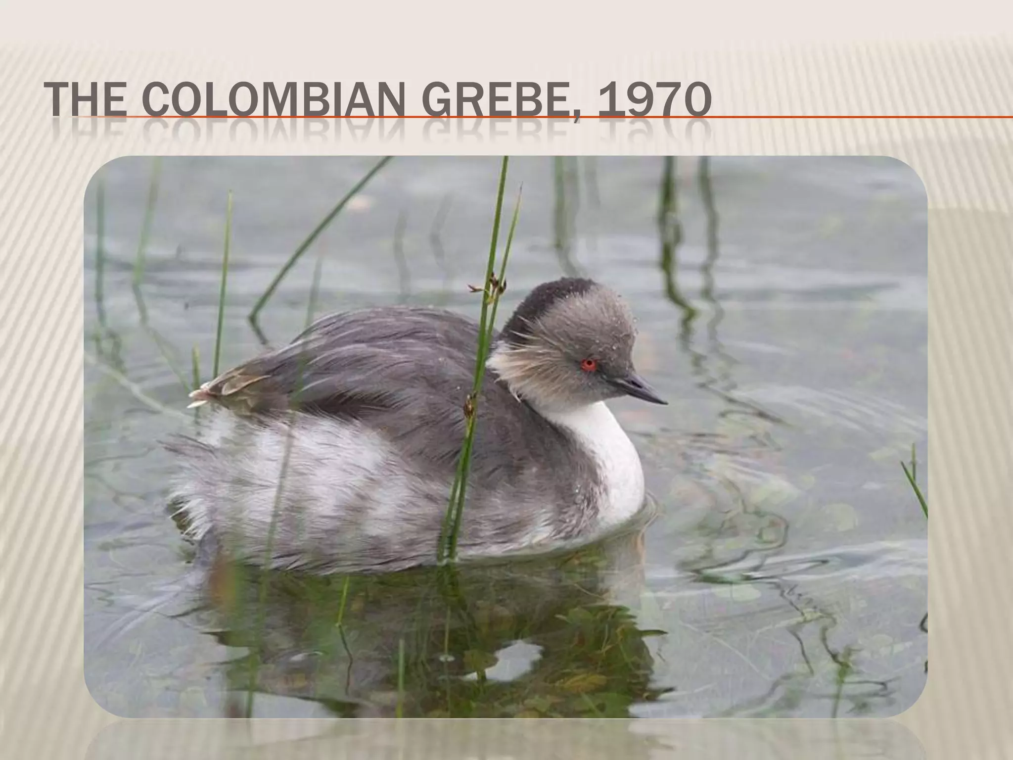 THE COLOMBIAN GREBE, 1970