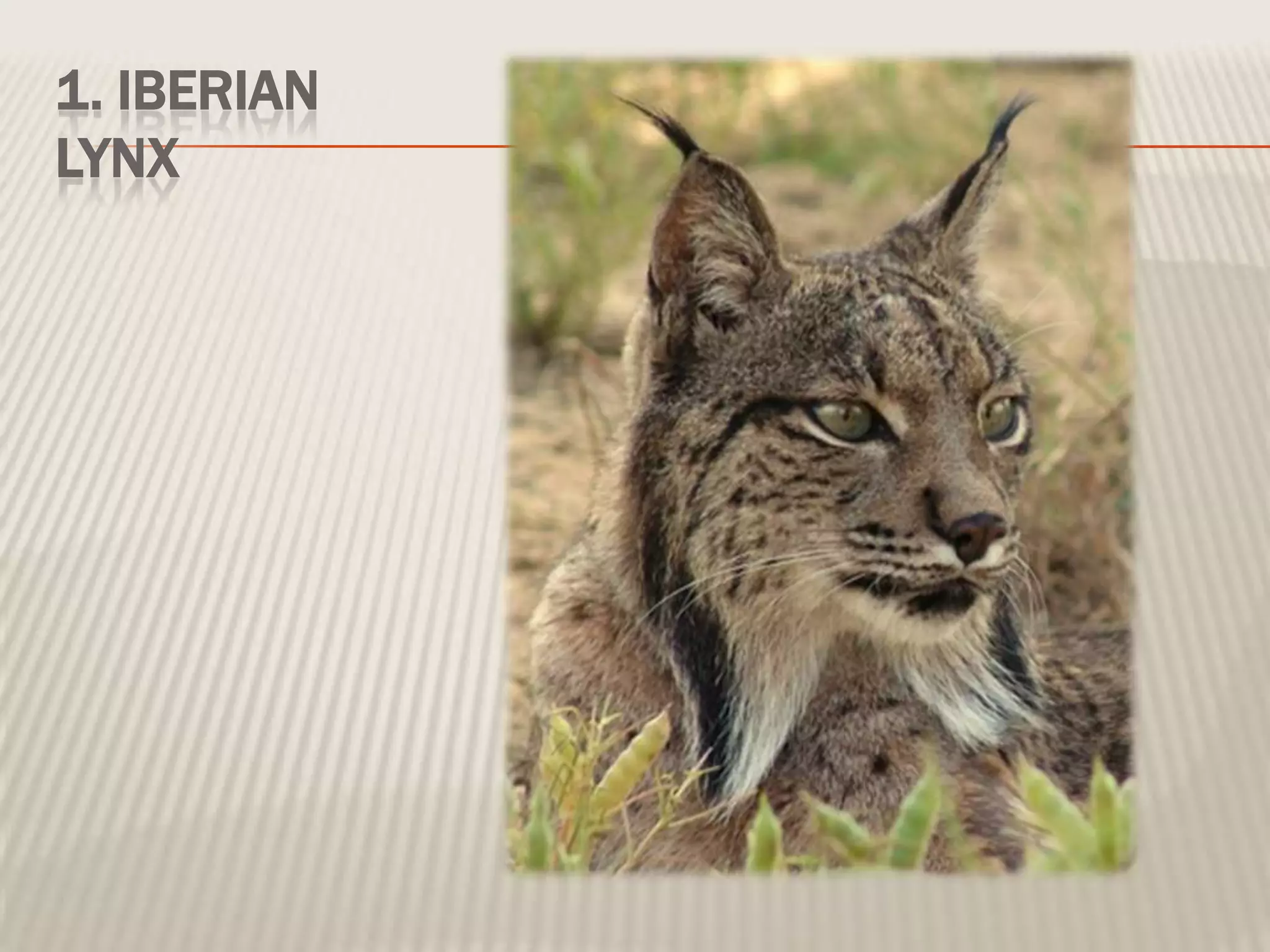 1. IBERIAN
LYNX
