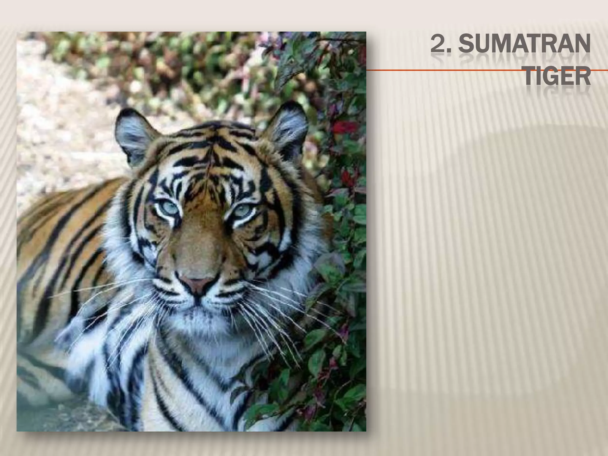 2. SUMATRAN
TIGER