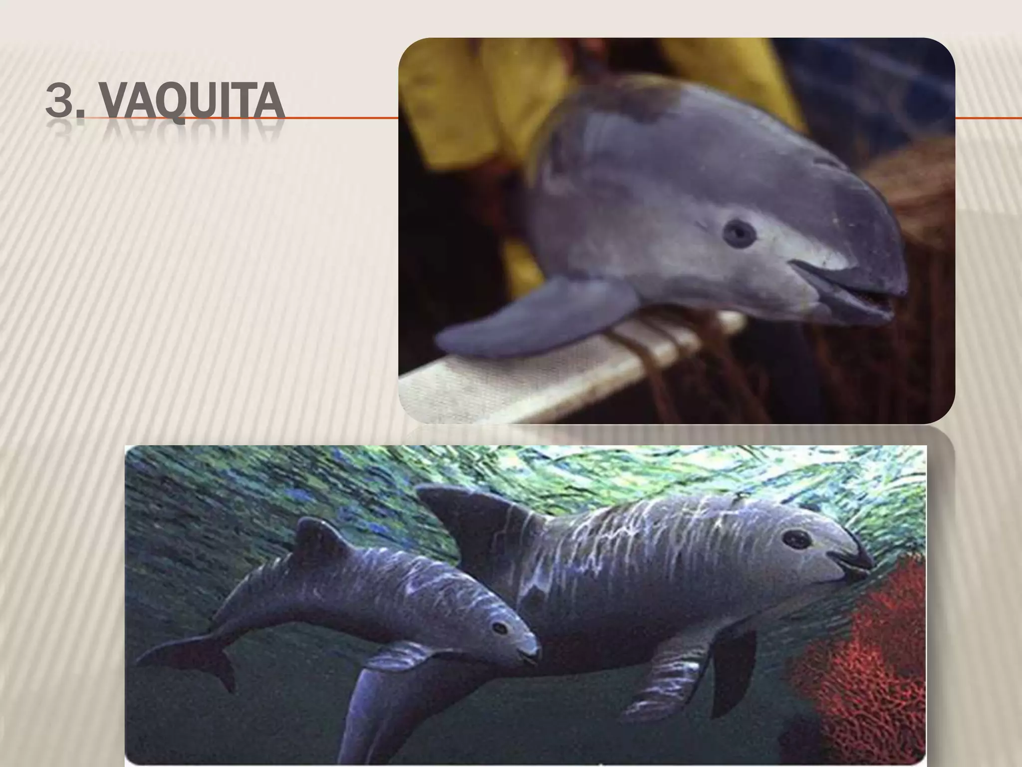 3. VAQUITA