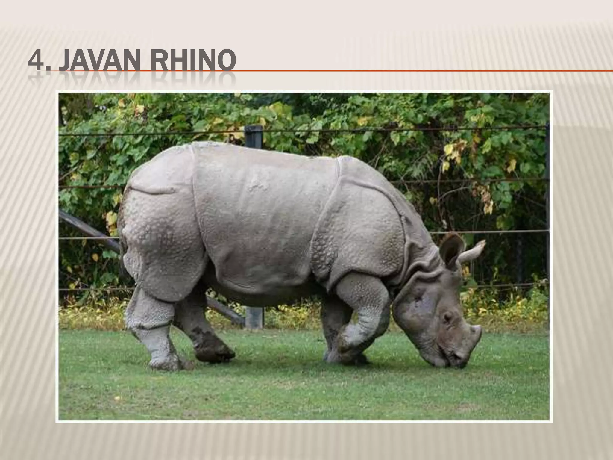 4. JAVAN RHINO