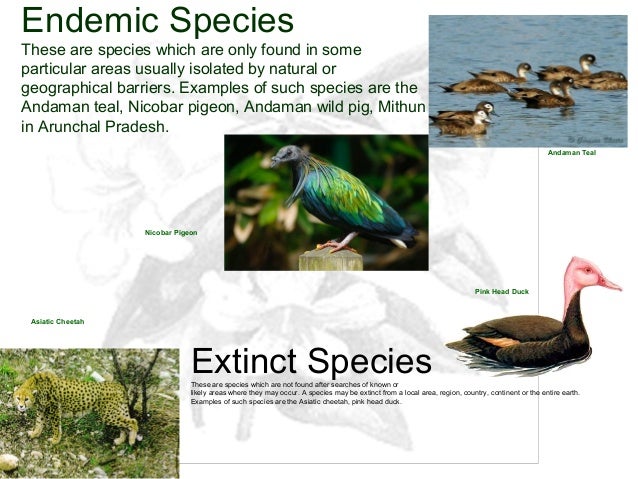 endemic species definition and examples