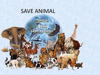 SAVE ANIMAL
 