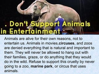Save animals 2