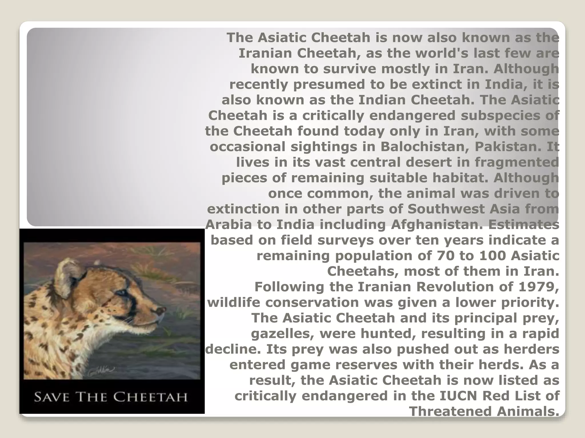 The Asiatic Cheetah is now also known as the
Iranian Cheetah, as the world's last few are
known to survive mostly in Iran. Although
recently presumed to be extinct in India, it is
also known as the Indian Cheetah. The Asiatic
Cheetah is a critically endangered subspecies of
the Cheetah found today only in Iran, with some
occasional sightings in Balochistan, Pakistan. It
lives in its vast central desert in fragmented
pieces of remaining suitable habitat. Although
once common, the animal was driven to
extinction in other parts of Southwest Asia from
Arabia to India including Afghanistan. Estimates
based on field surveys over ten years indicate a
remaining population of 70 to 100 Asiatic
Cheetahs, most of them in Iran.
Following the Iranian Revolution of 1979,
wildlife conservation was given a lower priority.
The Asiatic Cheetah and its principal prey,
gazelles, were hunted, resulting in a rapid
decline. Its prey was also pushed out as herders
entered game reserves with their herds. As a
result, the Asiatic Cheetah is now listed as
critically endangered in the IUCN Red List of
Threatened Animals.
 