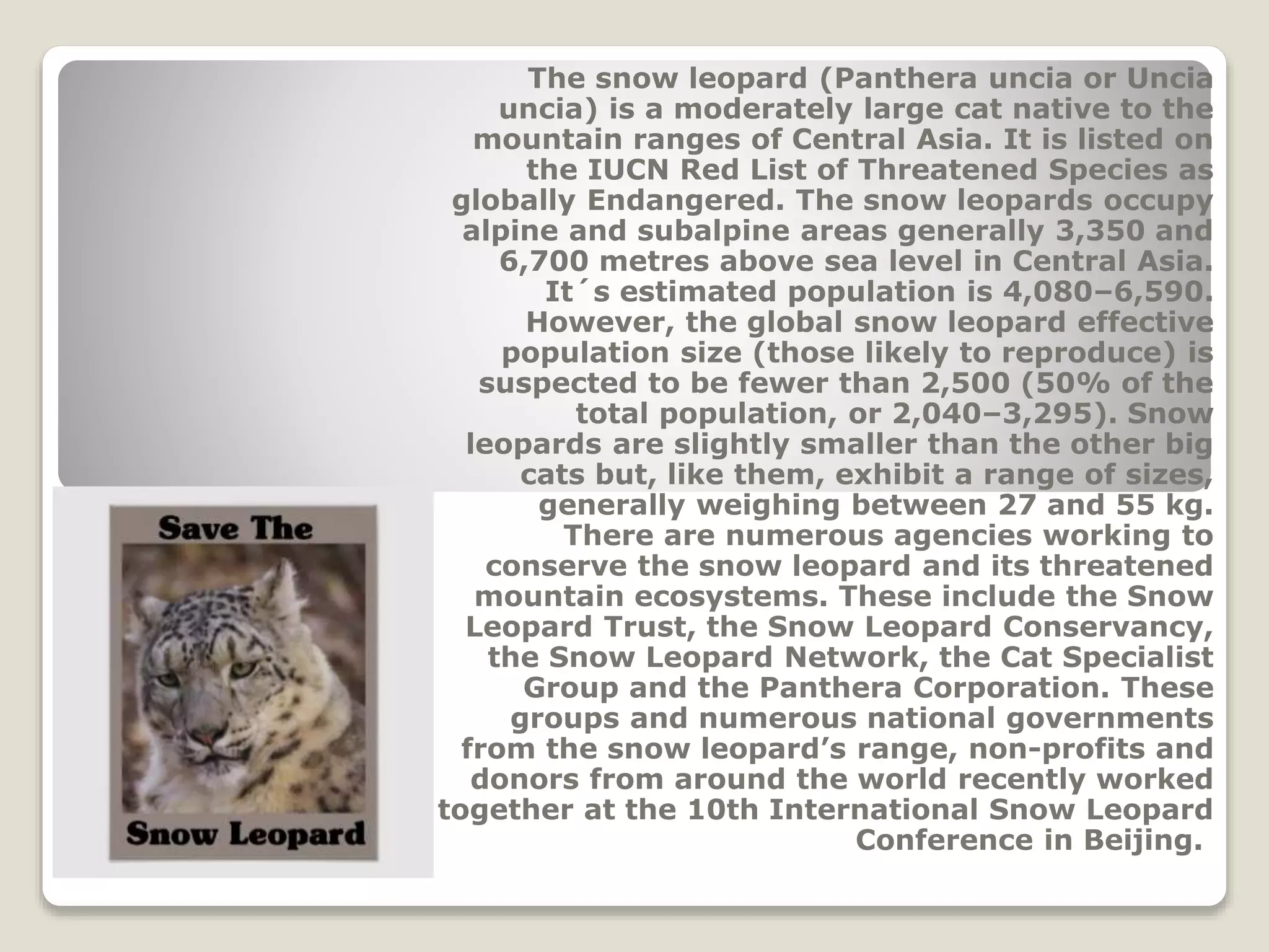 The snow leopard (Panthera uncia or Uncia
uncia) is a moderately large cat native to the
mountain ranges of Central Asia. It is listed on
the IUCN Red List of Threatened Species as
globally Endangered. The snow leopards occupy
alpine and subalpine areas generally 3,350 and
6,700 metres above sea level in Central Asia.
It´s estimated population is 4,080–6,590.
However, the global snow leopard effective
population size (those likely to reproduce) is
suspected to be fewer than 2,500 (50% of the
total population, or 2,040–3,295). Snow
leopards are slightly smaller than the other big
cats but, like them, exhibit a range of sizes,
generally weighing between 27 and 55 kg.
There are numerous agencies working to
conserve the snow leopard and its threatened
mountain ecosystems. These include the Snow
Leopard Trust, the Snow Leopard Conservancy,
the Snow Leopard Network, the Cat Specialist
Group and the Panthera Corporation. These
groups and numerous national governments
from the snow leopard’s range, non-profits and
donors from around the world recently worked
together at the 10th International Snow Leopard
Conference in Beijing.
 